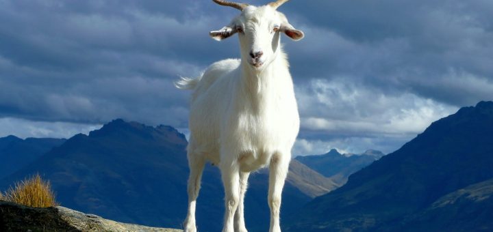 goat
